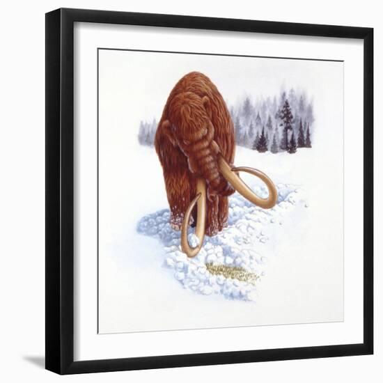Mammoth Searching for Food in Snow-null-Framed Giclee Print