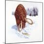 Mammoth Searching for Food in Snow-null-Mounted Giclee Print
