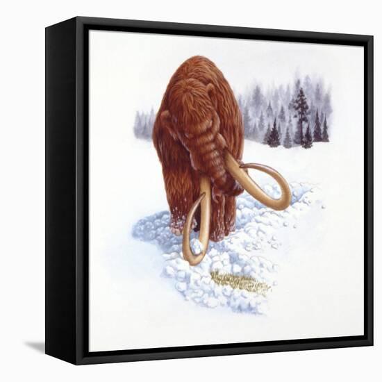 Mammoth Searching for Food in Snow-null-Framed Stretched Canvas