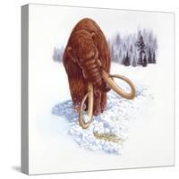 Mammoth Searching for Food in Snow-null-Stretched Canvas