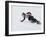 Mammoth Ski Area, California, USA-null-Framed Photographic Print