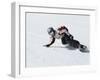 Mammoth Ski Area, California, USA-null-Framed Photographic Print