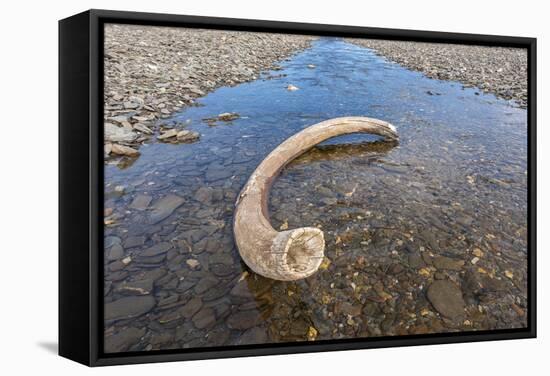 Mammoth Tusk in a Riverbed Near Doubtful Village-Gabrielle and Michel Therin-Weise-Framed Stretched Canvas