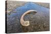 Mammoth Tusk in a Riverbed Near Doubtful Village-Gabrielle and Michel Therin-Weise-Stretched Canvas