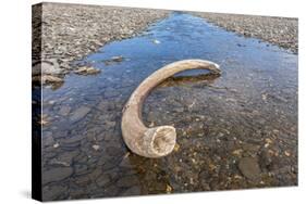 Mammoth Tusk in a Riverbed Near Doubtful Village-Gabrielle and Michel Therin-Weise-Stretched Canvas