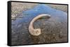 Mammoth Tusk in a Riverbed Near Doubtful Village-Gabrielle and Michel Therin-Weise-Framed Stretched Canvas