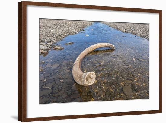 Mammoth Tusk in a Riverbed Near Doubtful Village-Gabrielle and Michel Therin-Weise-Framed Photographic Print