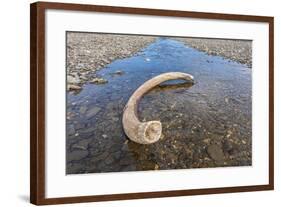 Mammoth Tusk in a Riverbed Near Doubtful Village-Gabrielle and Michel Therin-Weise-Framed Photographic Print