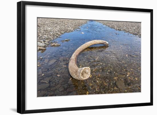 Mammoth Tusk in a Riverbed Near Doubtful Village-Gabrielle and Michel Therin-Weise-Framed Photographic Print