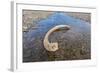 Mammoth Tusk in a Riverbed Near Doubtful Village-Gabrielle and Michel Therin-Weise-Framed Photographic Print