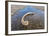 Mammoth Tusk in a Riverbed Near Doubtful Village-Gabrielle and Michel Therin-Weise-Framed Photographic Print
