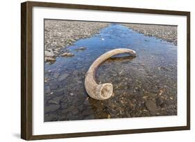 Mammoth Tusk in a Riverbed Near Doubtful Village-Gabrielle and Michel Therin-Weise-Framed Photographic Print