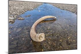 Mammoth Tusk in a Riverbed Near Doubtful Village-Gabrielle and Michel Therin-Weise-Mounted Photographic Print