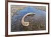 Mammoth Tusk in a Riverbed Near Doubtful Village-Gabrielle and Michel Therin-Weise-Framed Photographic Print