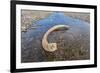 Mammoth Tusk in a Riverbed Near Doubtful Village-Gabrielle and Michel Therin-Weise-Framed Photographic Print