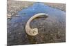 Mammoth Tusk in a Riverbed Near Doubtful Village-Gabrielle and Michel Therin-Weise-Mounted Photographic Print