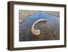 Mammoth Tusk in a Riverbed Near Doubtful Village-Gabrielle and Michel Therin-Weise-Framed Photographic Print