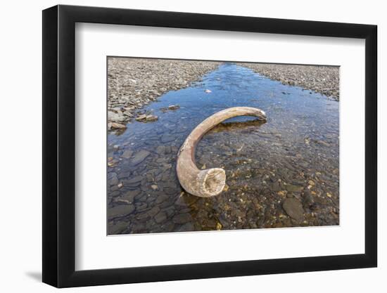 Mammoth Tusk in a Riverbed Near Doubtful Village-Gabrielle and Michel Therin-Weise-Framed Photographic Print