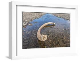 Mammoth Tusk in a Riverbed Near Doubtful Village-Gabrielle and Michel Therin-Weise-Framed Photographic Print