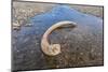 Mammoth Tusk in a Riverbed Near Doubtful Village-Gabrielle and Michel Therin-Weise-Mounted Photographic Print