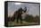 Mammoth Walking in Nature by Day-Stocktrek Images-Framed Stretched Canvas