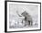 Mammoth Walking Through a Blizzard on Mountain-null-Framed Art Print