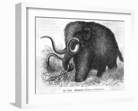 Mammoth-null-Framed Premium Giclee Print