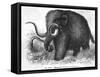 Mammoth-null-Framed Stretched Canvas