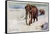 Mammothus Primigenius-null-Framed Stretched Canvas