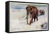 Mammothus Primigenius-null-Framed Stretched Canvas
