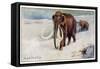 Mammothus Primigenius-null-Framed Stretched Canvas