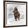 Mammuthus Primigenius Walking Through a Blizzard-Stocktrek Images-Framed Art Print