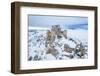 Man admiring the snowy medieval castle of Rocca Calascio after heavy snowfall, Rocca Calascio-Paolo Graziosi-Framed Photographic Print