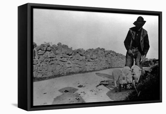 Man and His Pigs-null-Framed Stretched Canvas