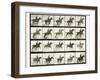 Man and horse jumping a fence, 1887-Eadweard J Muybridge-Framed Giclee Print