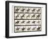 Man and horse jumping a fence, 1887-Eadweard J Muybridge-Framed Giclee Print