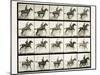 Man and horse jumping a fence, 1887-Eadweard J Muybridge-Mounted Giclee Print