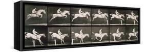 Man and horse jumping a fence, plate 643 from 'Animal Locomotion', 1887-Eadweard Muybridge-Framed Stretched Canvas