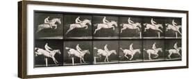 Man and horse jumping a fence, plate 643 from 'Animal Locomotion', 1887-Eadweard Muybridge-Framed Giclee Print