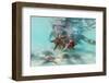 Man and woman with scuba masks showing starfish swimming underwater in the exotic lagoon-Roberto Moiola-Framed Photographic Print