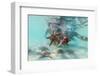 Man and woman with scuba masks showing starfish swimming underwater in the exotic lagoon-Roberto Moiola-Framed Photographic Print