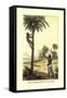 Man Ascending a Palm Tree for Its Wine-null-Framed Stretched Canvas