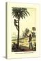 Man Ascending a Palm Tree for Its Wine-null-Stretched Canvas