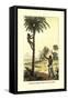 Man Ascending a Palm Tree for Its Wine-null-Framed Stretched Canvas