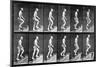 Man Ascending Stairs, from 'Animal Locomotion', 1887 (B/W Photo)-Eadweard Muybridge-Mounted Giclee Print