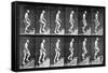 Man Ascending Stairs, from 'Animal Locomotion', 1887 (B/W Photo)-Eadweard Muybridge-Framed Stretched Canvas