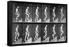 Man Ascending Stairs, from 'Animal Locomotion', 1887 (B/W Photo)-Eadweard Muybridge-Framed Stretched Canvas