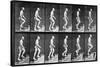 Man Ascending Stairs, from 'Animal Locomotion', 1887 (B/W Photo)-Eadweard Muybridge-Stretched Canvas