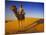 Man Atop Camel, Thar Desert, Rajasthan, India-Peter Adams-Mounted Photographic Print