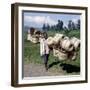 Man Carries Traditional Split-Bamboo Baskets to Sell at Kisoro Market, Southwest Uganda-Nigel Pavitt-Framed Photographic Print